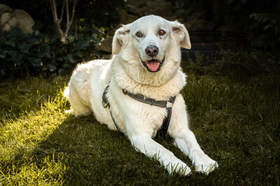 Brix, Golden Retriever-Mix - Rüde