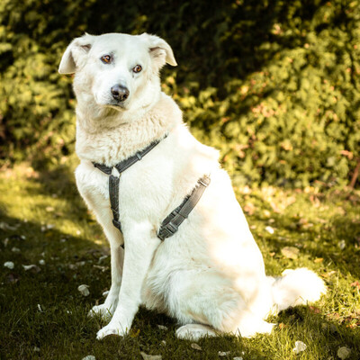 Brix, Golden Retriever-Mix - Rüde