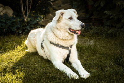 Brix, Golden Retriever-Mix - Rüde