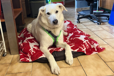 Brix, Golden Retriever-Mix - Rüde