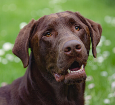 Bronco, Labrador - Rüde