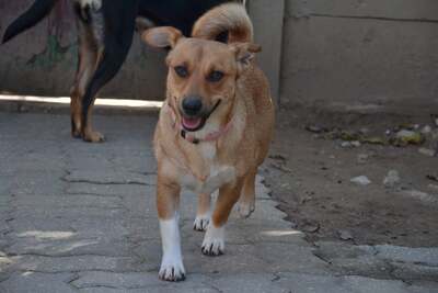 Bronka, Mischling - Hündin