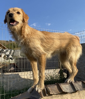 Brownie, Mix - Hündin