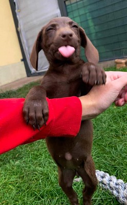 Brownie - Reserviert, Mischling Welpen - Hündin