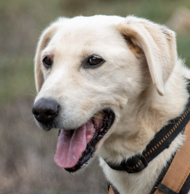 Browny – ein temperamentvoller Senior, Labrador - Rüde