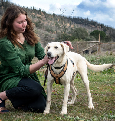 Browny – ein temperamentvoller Senior, Labrador - Rüde