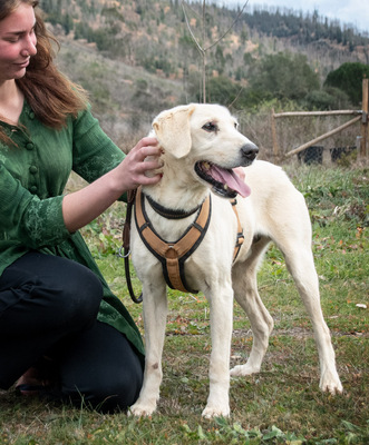 Browny – ein temperamentvoller Senior, Labrador - Rüde