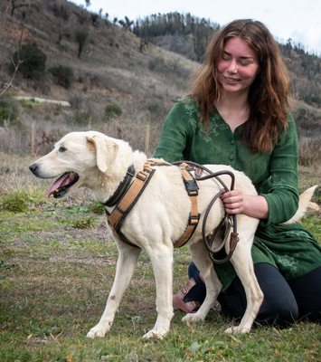 Browny – ein temperamentvoller Senior, Labrador - Rüde