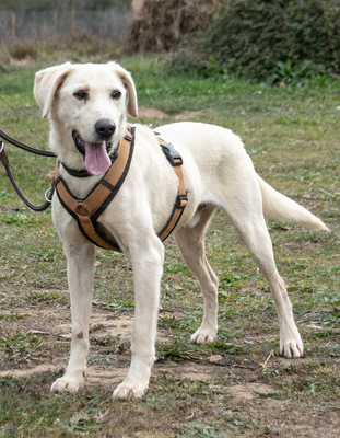 Browny – ein temperamentvoller Senior, Labrador - Rüde