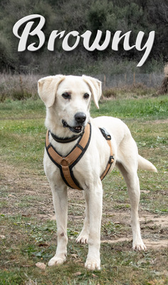 Browny – ein temperamentvoller Senior, Labrador - Rüde 1