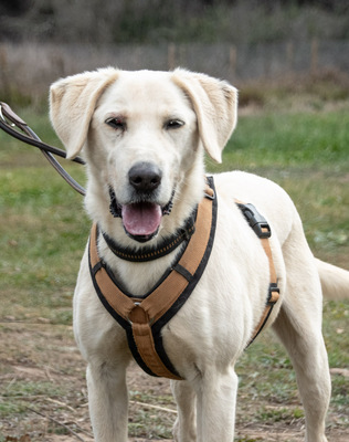 Browny – ein temperamentvoller Senior, Labrador - Rüde