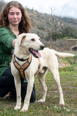 Browny – ein temperamentvoller Senior, Labrador - Rüde