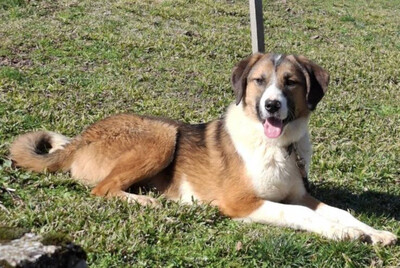 Browny möchte Teil IHRER Familie werden, Mischling - Rüde