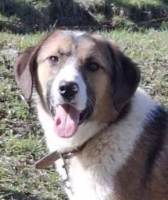 Browny möchte Teil IHRER Familie werden, Mischling - Rüde