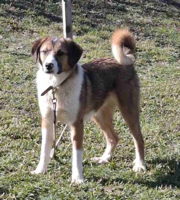 Browny möchte Teil IHRER Familie werden, Mischling - Rüde