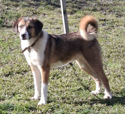 Browny möchte Teil IHRER Familie werden, Mischling - Rüde