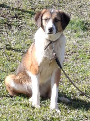 Browny möchte Teil IHRER Familie werden, Mischling - Rüde