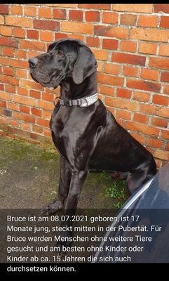 Bruce, Deutsche Dogge - Rüde 2