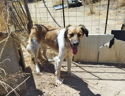 Bruce - Verspielter Mischling, ca. 4 Jahre/25kg, Mischling - Rüde