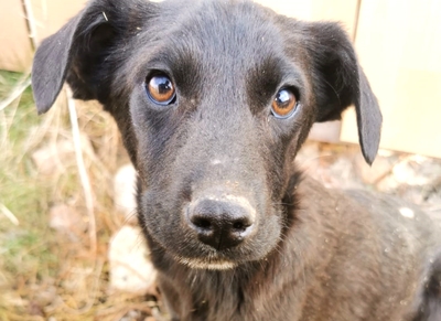 Bruder sucht sein Für-Immer-Zuhause, Labrador-Mischling Welpen - Rüde