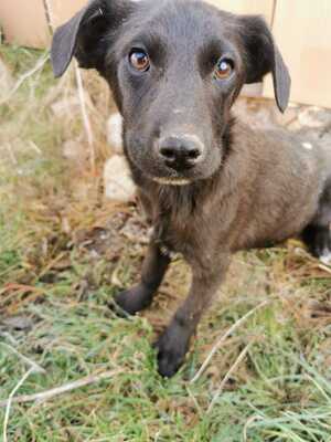 Bruder sucht sein Für-Immer-Zuhause, Mischling Welpen - Rüde