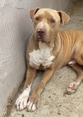Bruno, American Pitbull - Mix - Rüde