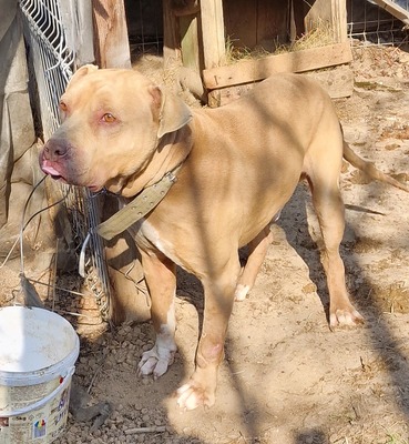 Bruno, American Pitbull - Mix - Rüde
