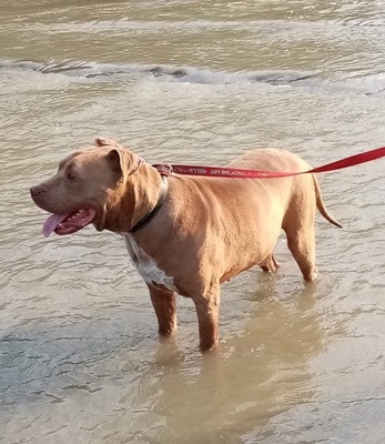 Bruno, American Pitbull - Mix - Rüde