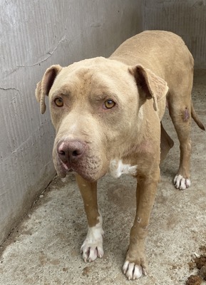 Bruno, American Pittbull - Mix - Rüde