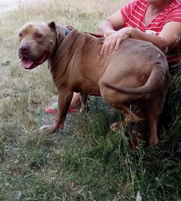 Bruno, American Pittbull - Mix - Rüde