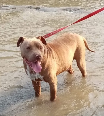 Bruno, American Pittbull - Mix - Rüde