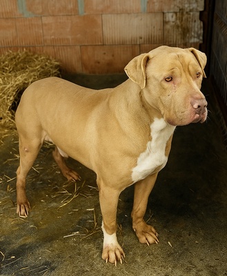 Bruno, American Pittbull - Mix - Rüde