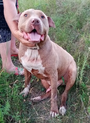 Bruno, American Pittbull - Mix - Rüde