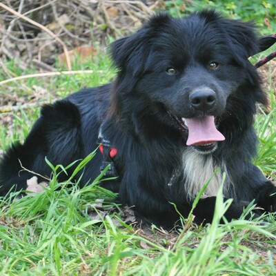 ❤️Bruno Border Collie Mischling ist ein sehr freundlicher und äußerst sozialer Hund ❤️, Border Collie Mischling - Rüde