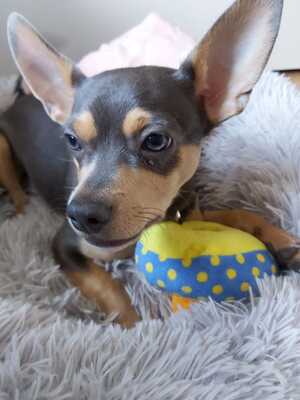 Bruno, Chihuahua_Bulldogge - Rüde