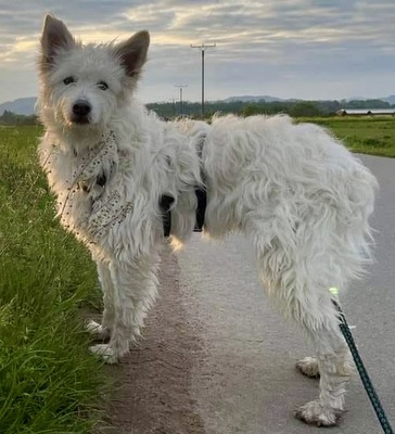 Bruno, Gos dAtura Catalan - Mix - Rüde