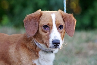 Bruno, Mischling - Rüde