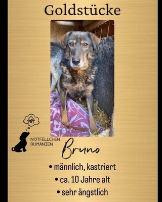 Bruno, Mischling - Rüde