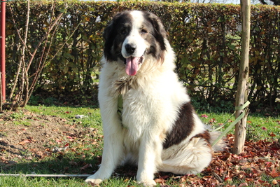 Bruno, Mischling - Rüde