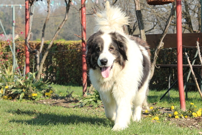 Bruno, Mischling - Rüde