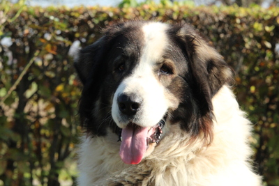 Bruno, Mischling - Rüde