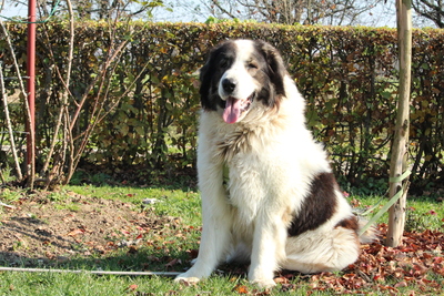 Bruno, Mischling - Rüde