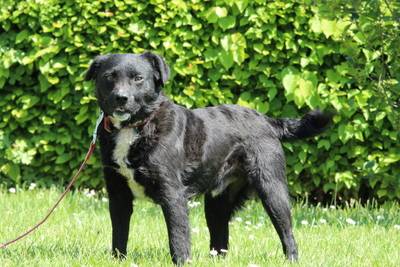 Bruno, Mischling Welpen - Rüde