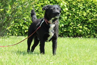 Bruno, Mischling Welpen - Rüde