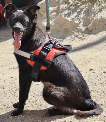 Bruno, Mix - Rüde