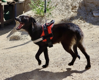 Bruno, Mix - Rüde