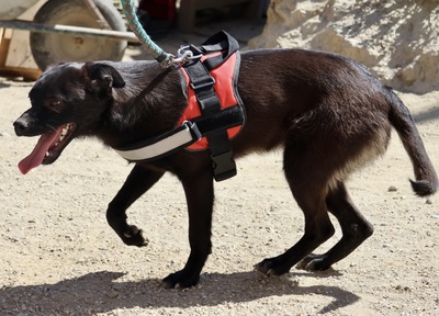 Bruno, Mix - Rüde