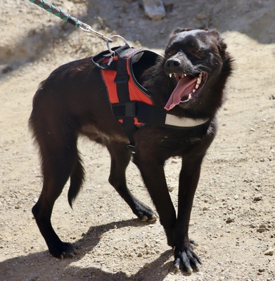 Bruno, Mix - Rüde
