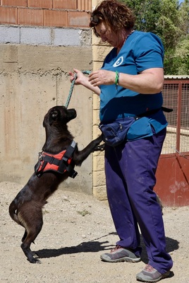 Bruno, Mix - Rüde