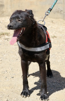 Bruno, Mix - Rüde